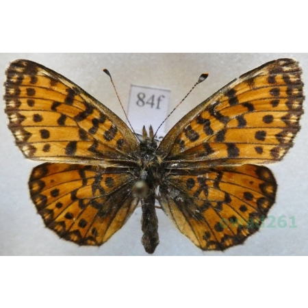 Boloria selene (Denis & Schiffermüller, 1775) Dostojka selene Bulgaria84f